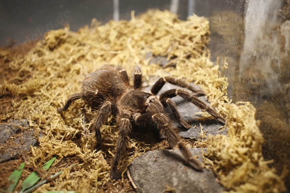 Lasiodora Parahybana   Vogelspinnen abzugeben