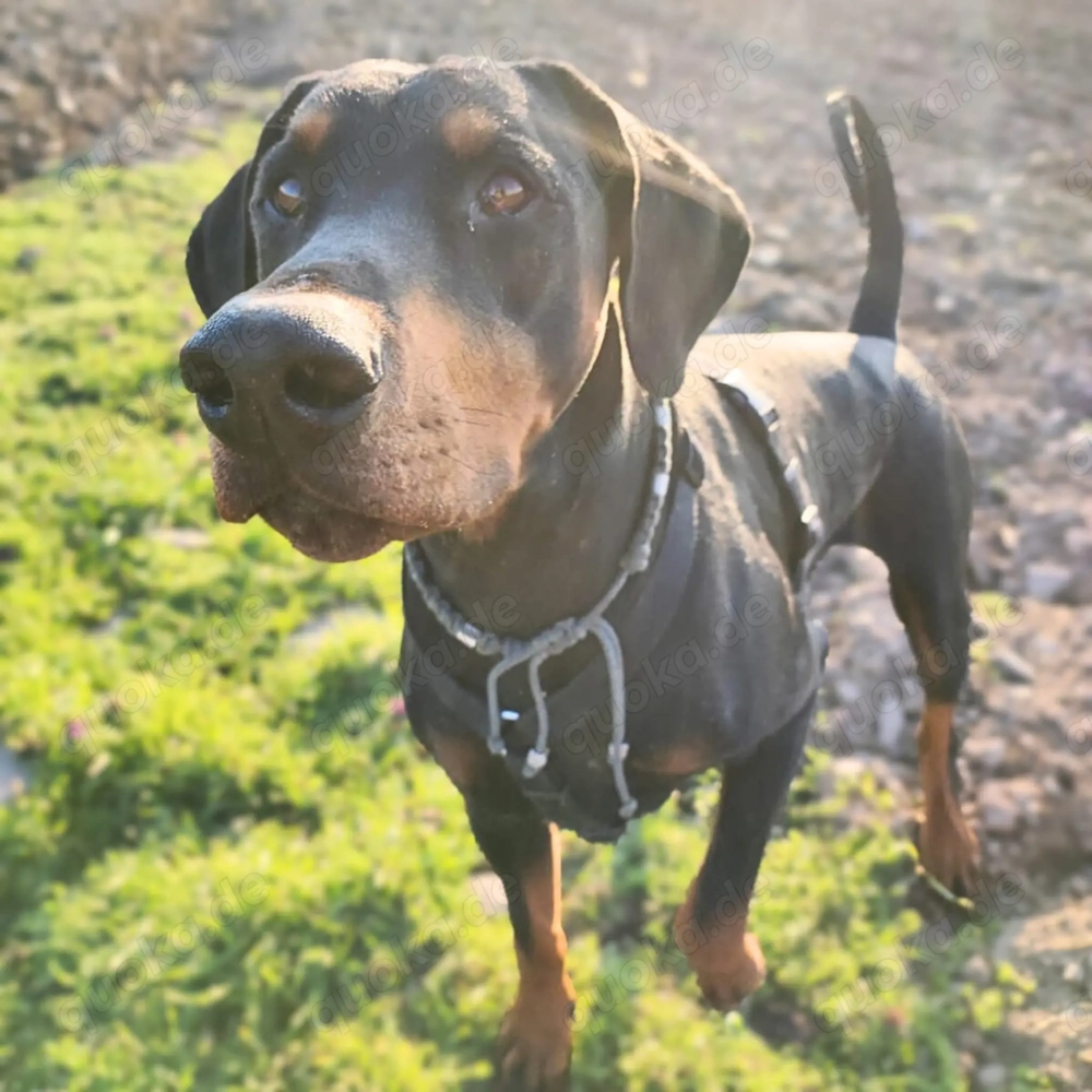 Metti - ist am liebsten immer dabei 