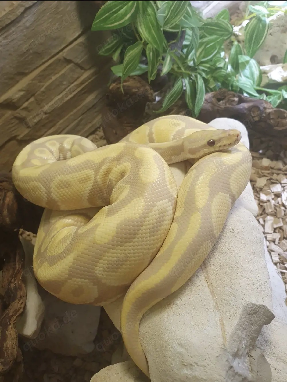 Abgabe Königspython (Python regius) Albino, männlich, NZ 2017 mit Terrarium 120x60 cm