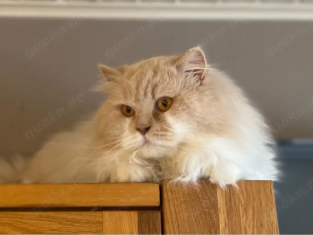 BKH BLH Deckkater in creme white mit Stammbaum BG b