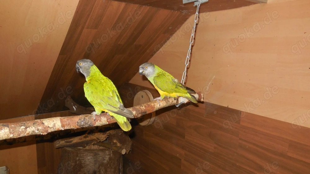 Paar Mohrenkopfpapageien