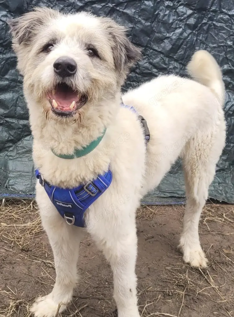 DANTE, lustig, topfit, anhänglich, freundlich