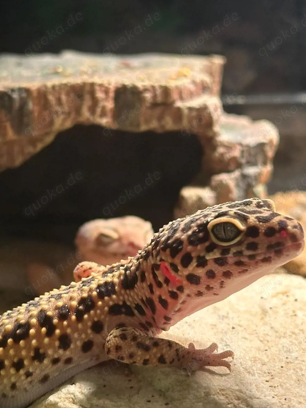 leopardgeckos