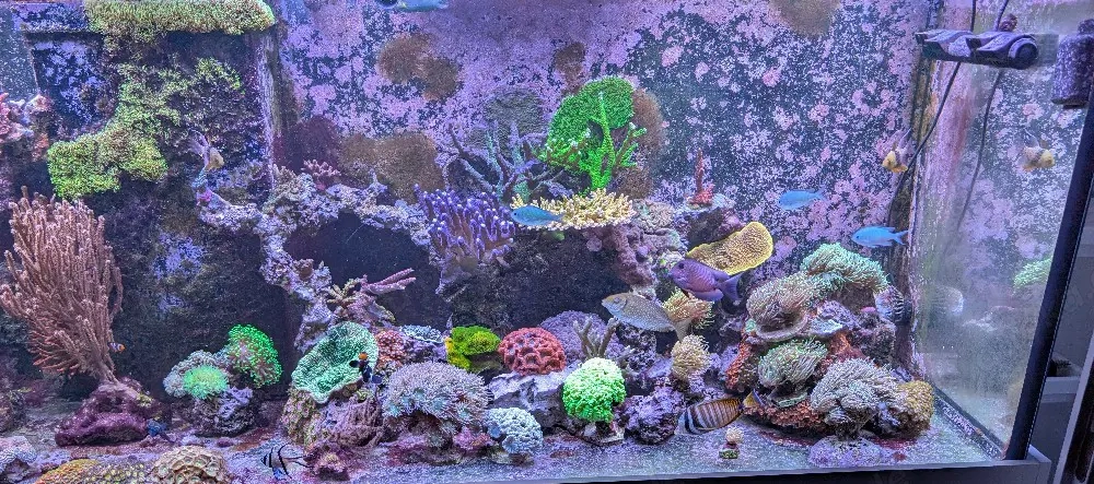Meerwasser Beckenauflösung LPS SPS Fische Salzwasser 