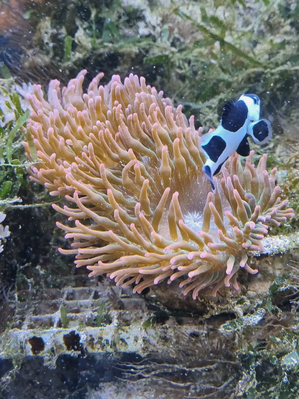 Blasenanemone 'Sunburst'