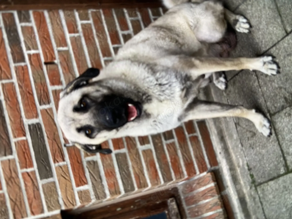 2 Kangal-Hündinnen in erfahrene Hände zu vermitteln