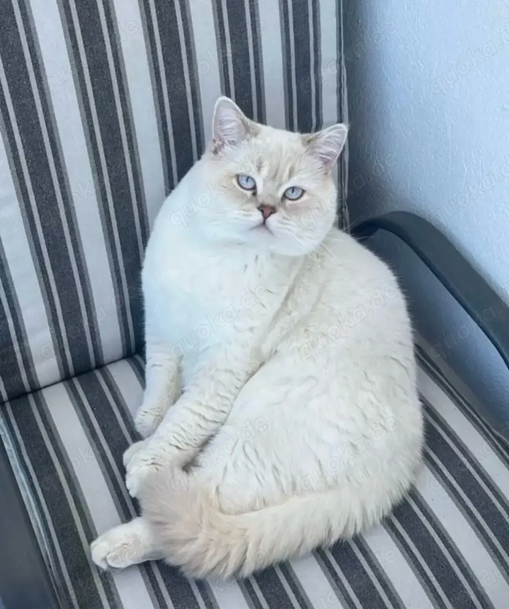 Deckkater (British kurzhaar)