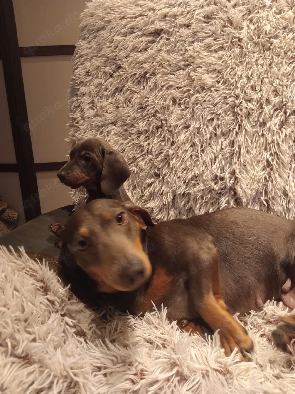 wunderschöne Zwerg-Kaninchendackel suchen ihre Familie