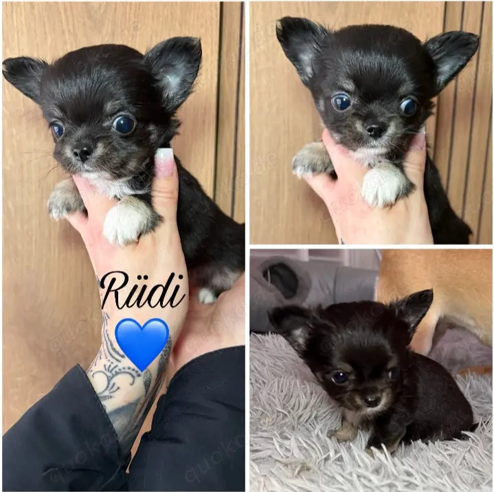 Chihuahuawelpen Ruden langhaar mit Ahnentafel 