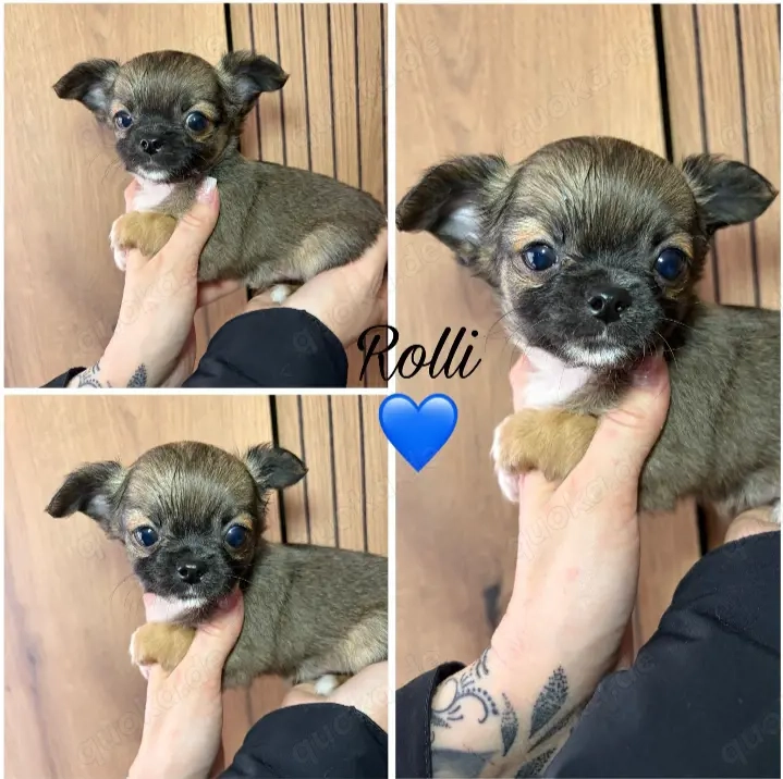 Chihuahua Welpen langhaarige Rüden 