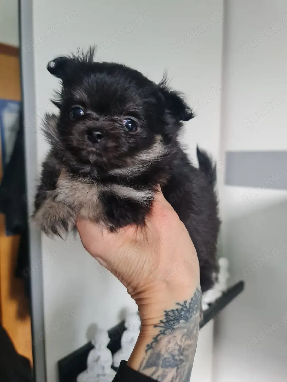 Mini Mini  Eine wunderschöne kleine Prinzessinen 