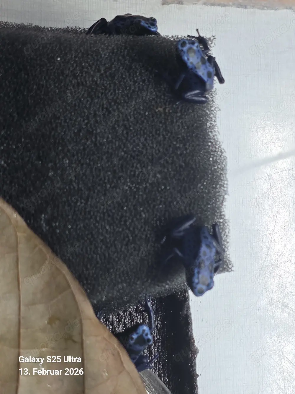 Dendrobates Tinctorius Azureus  4er Gruppe