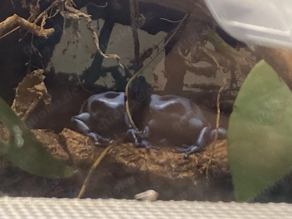Dendrobates auratus "Calobre" 0.1