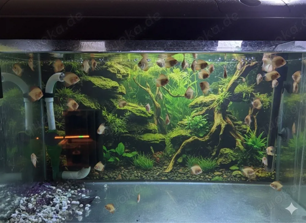 einige junge Diskus abzugeben.