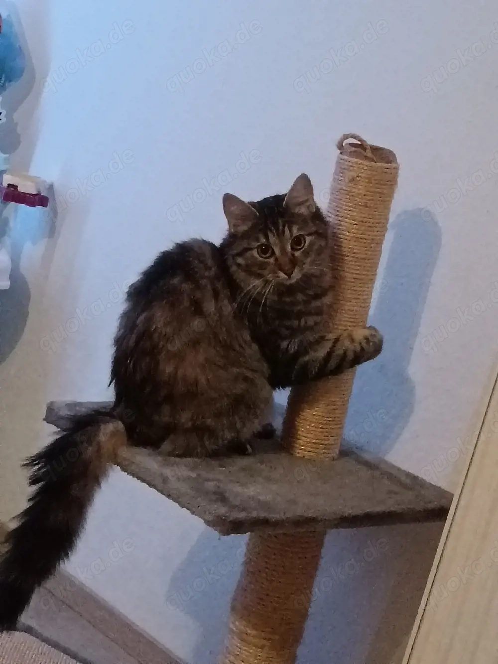 Wir suchen ein Zuhause für Kätzchen.