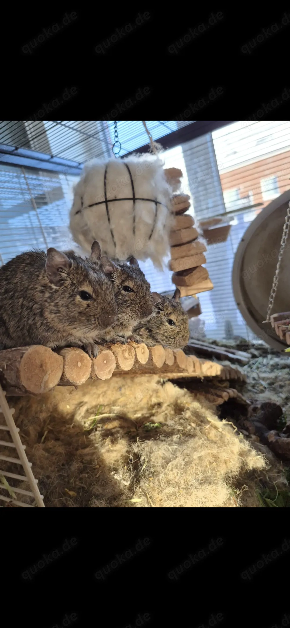 3 Degu Jungs abzugeben!