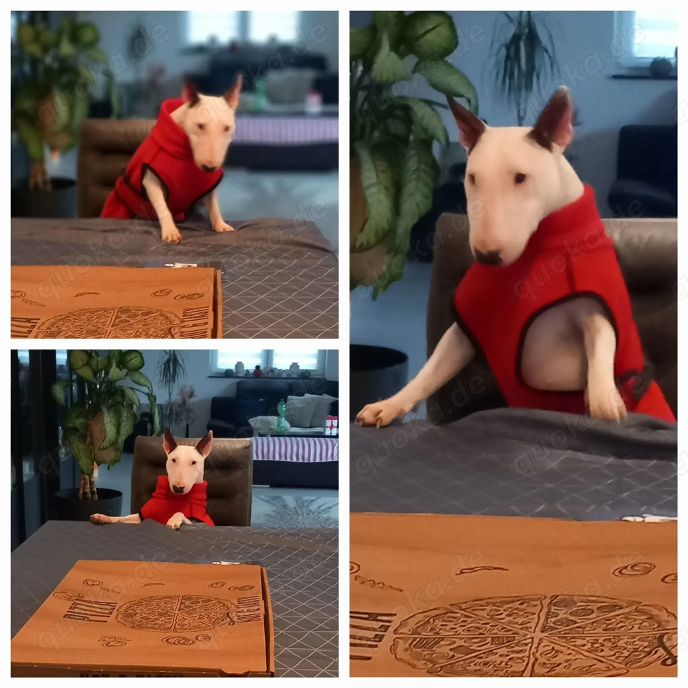 Mini Bullterrier Hündin Miniatur mit Ahnenpass, gechippt 