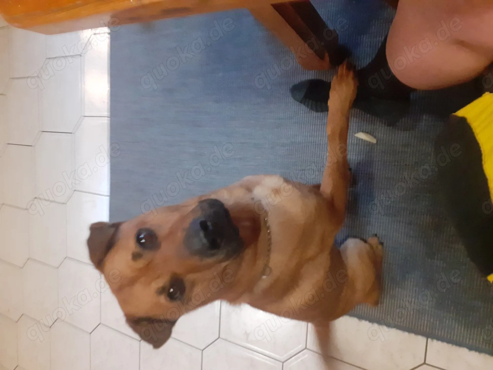 Suche gutes Zuhause für Thy