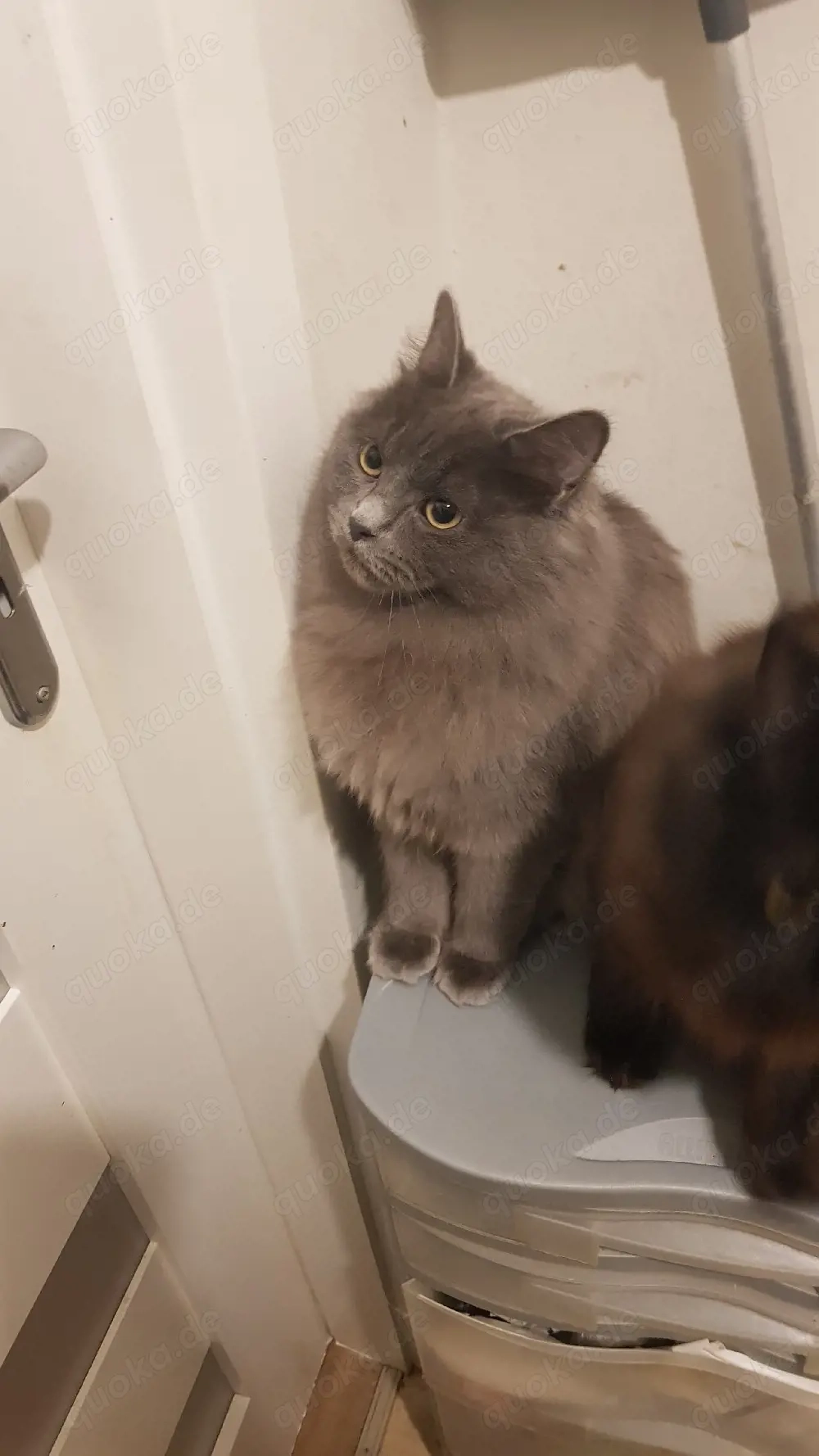 norwegische Waldkatze mix Ragdoll 