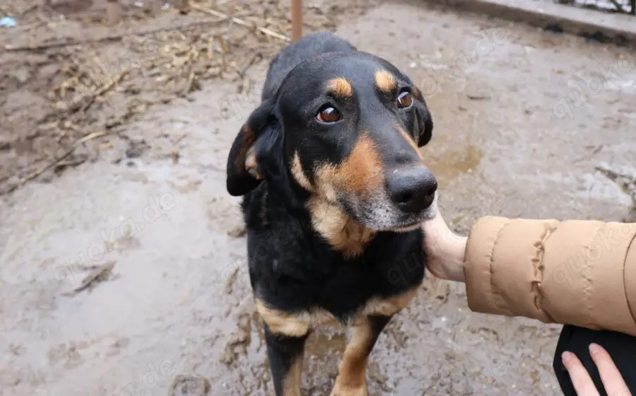 Ruhige und schüchterne Seele Dakota