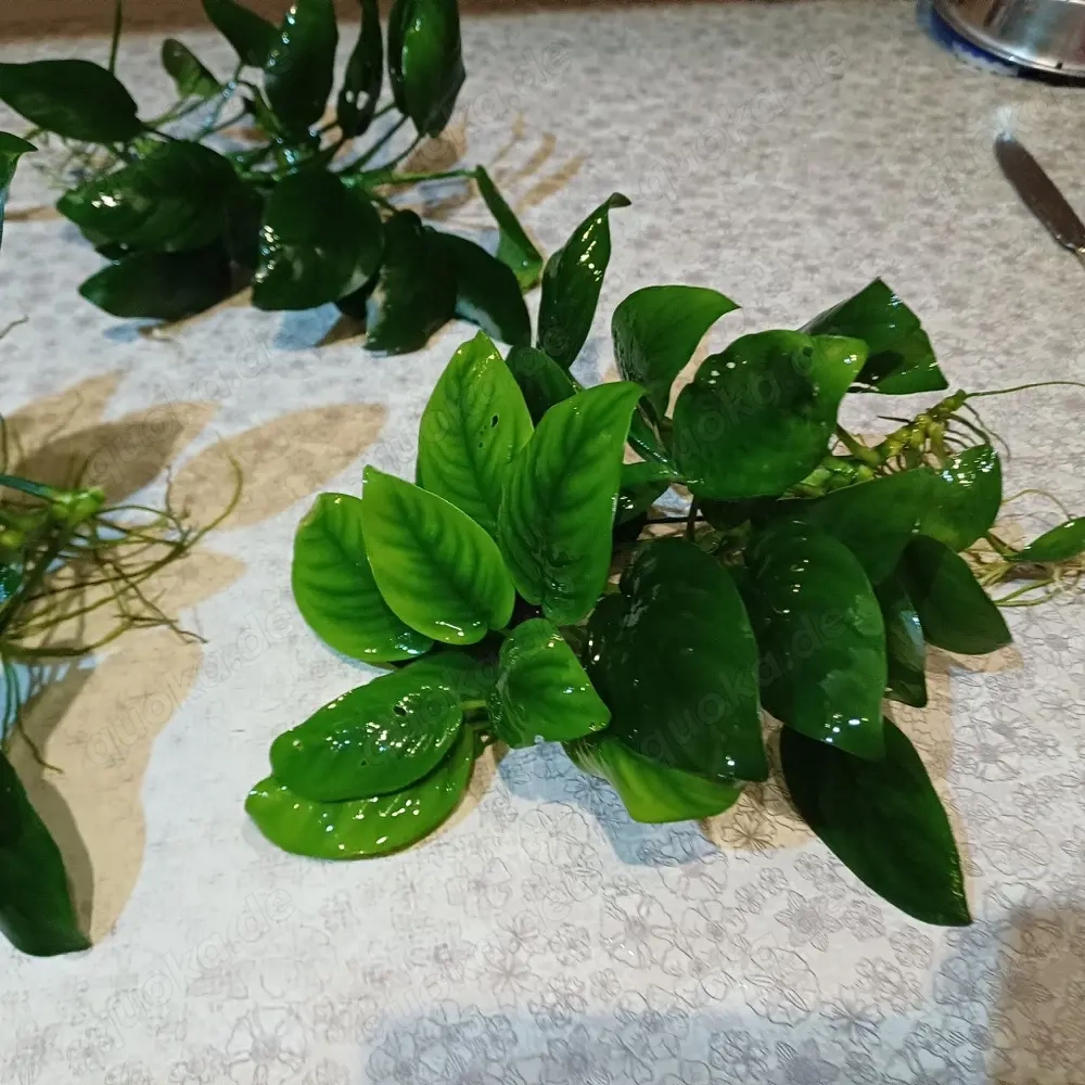 Anubias zu verkaufen