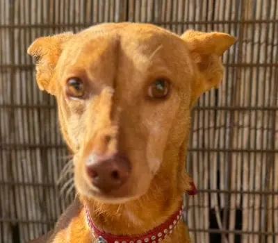 Tango,PodencoAndaluz - ein leiser Hund; in seinen Augen kann man die schlimme Vergangenheit erahnen