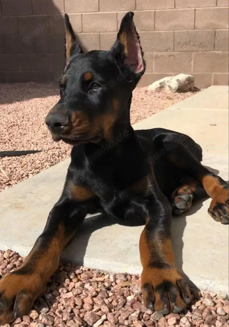 Wunderschöne Dobermann Welpen   Gesund, verspielt & bereit für ihr neues Zuhause   