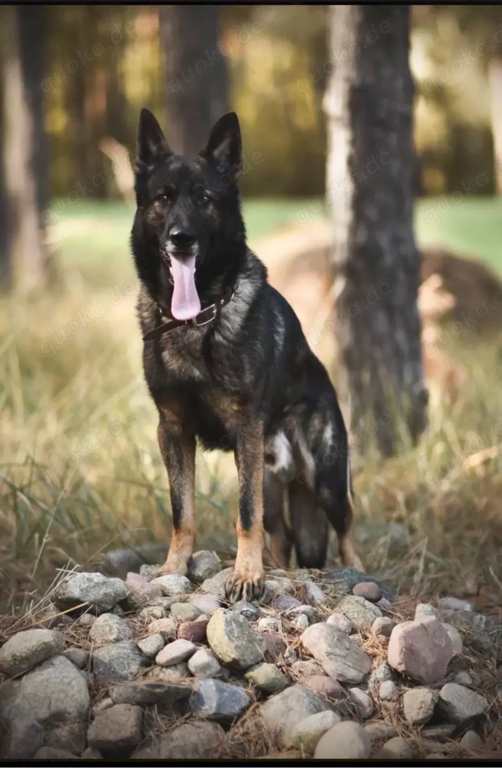 dsh Deutschen Schäferhund rüde