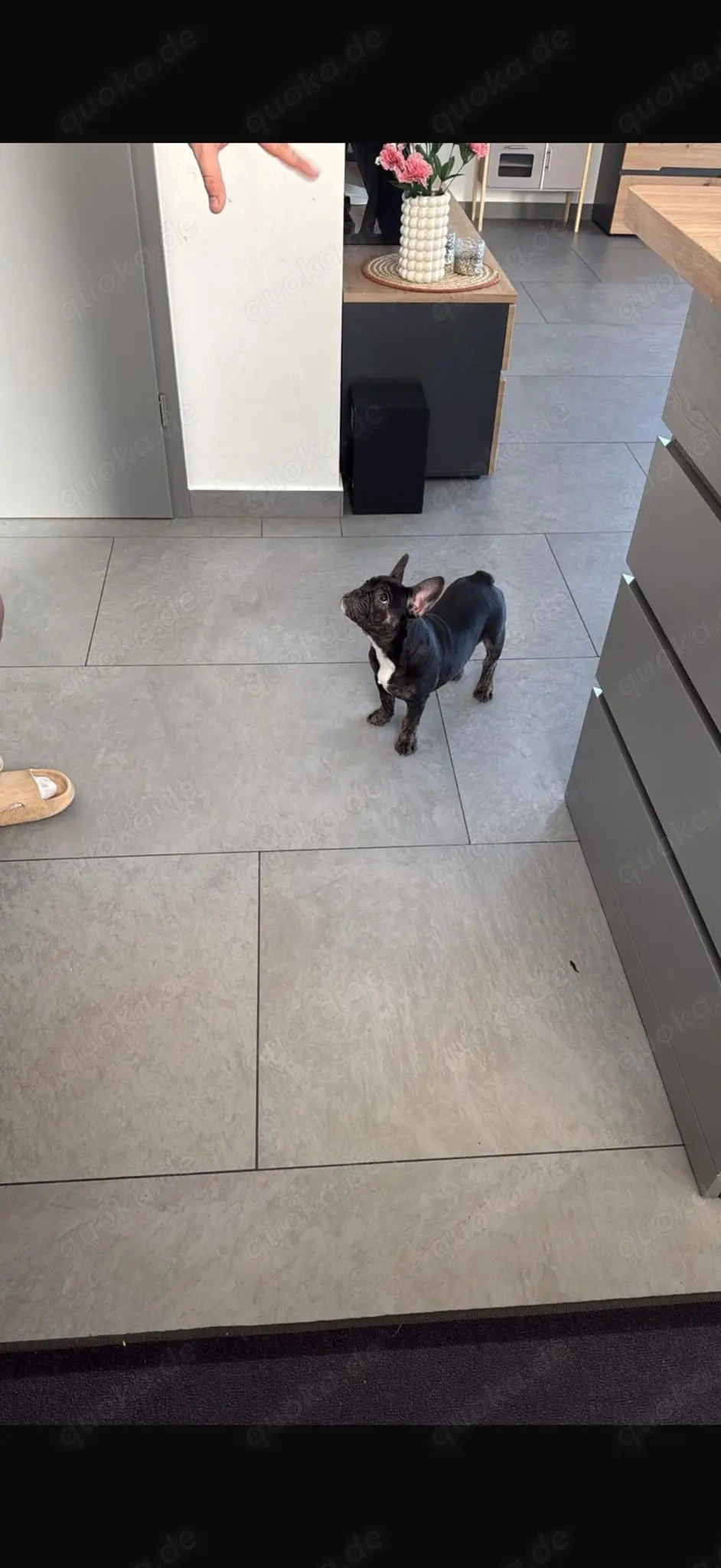 New English Bulldog weibchen 