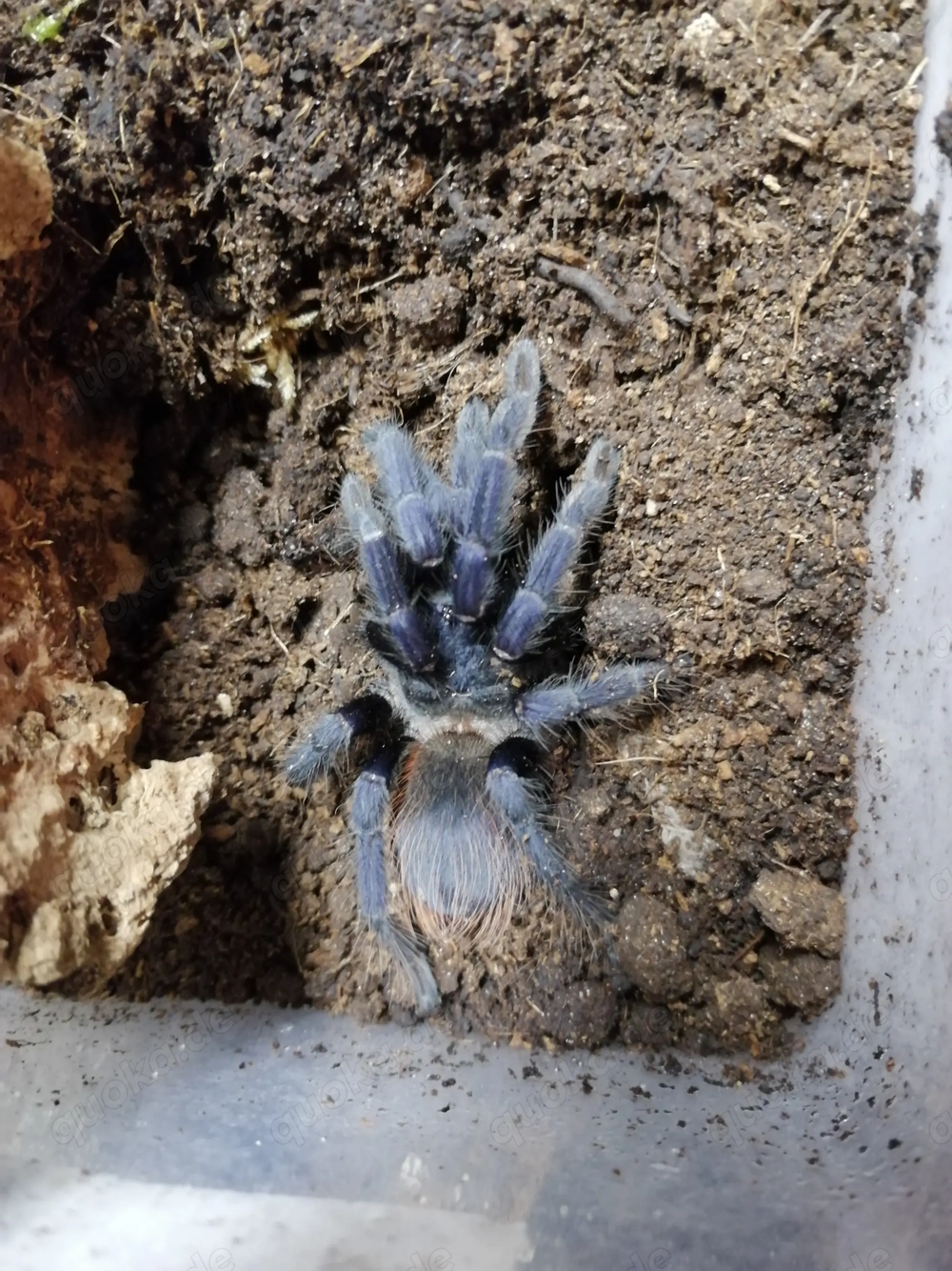 Lasiocyano sazimai ex. Pterinopelma sazimai   Vogelspinne