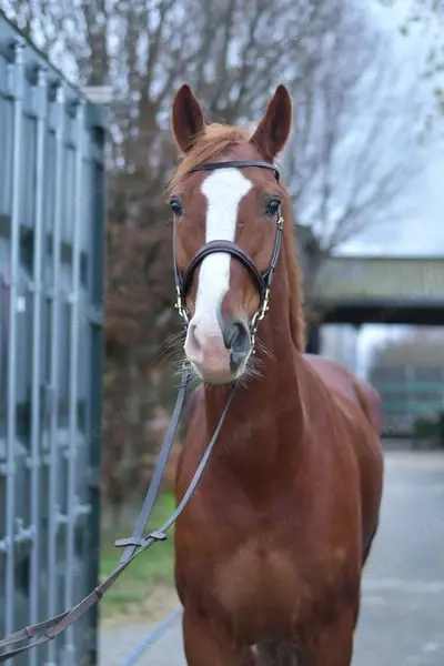 Liebevoller Hannoveraner Wallach sucht sein Zuhause 