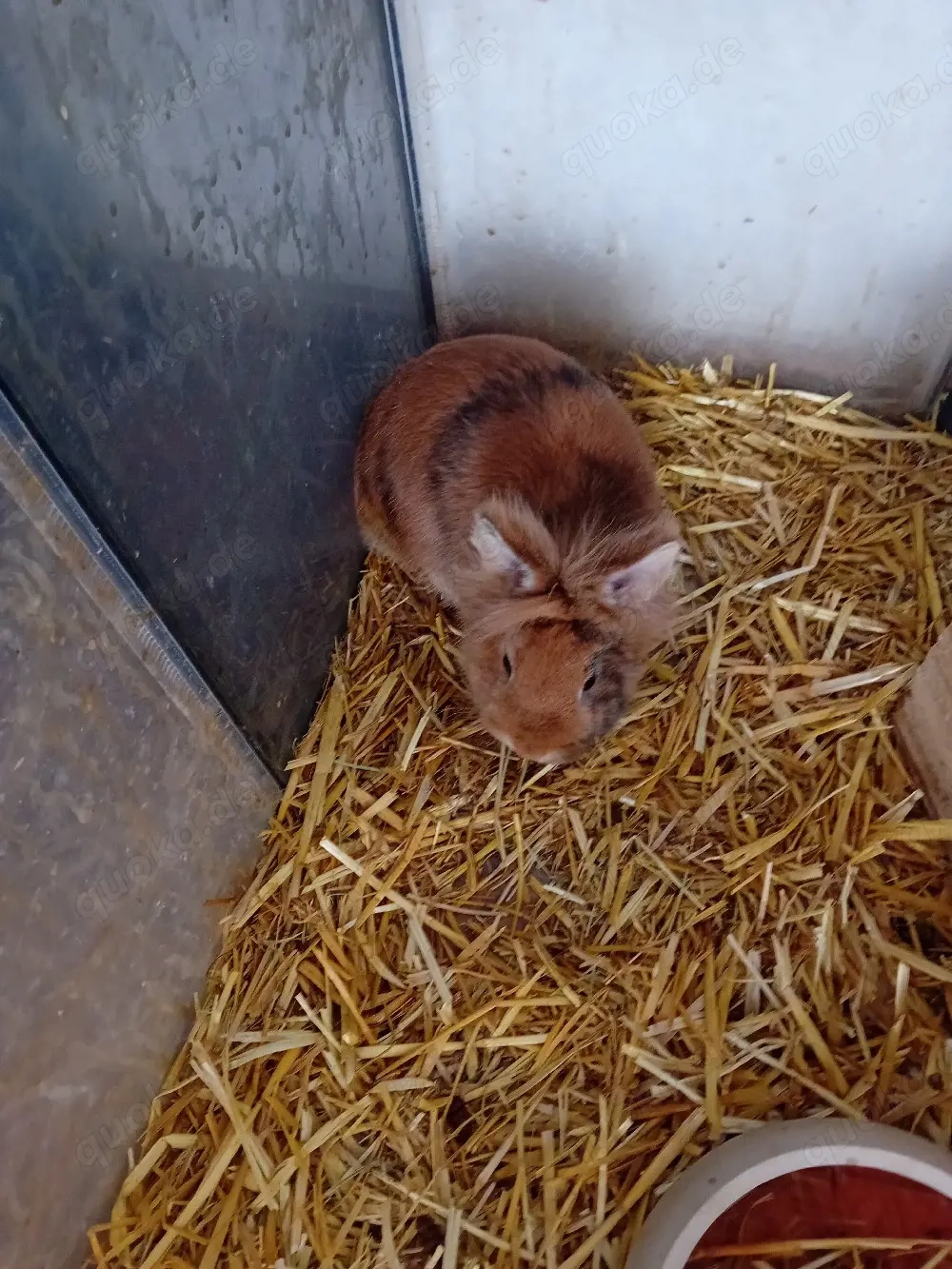 Kaninchen Böckchen weibchen