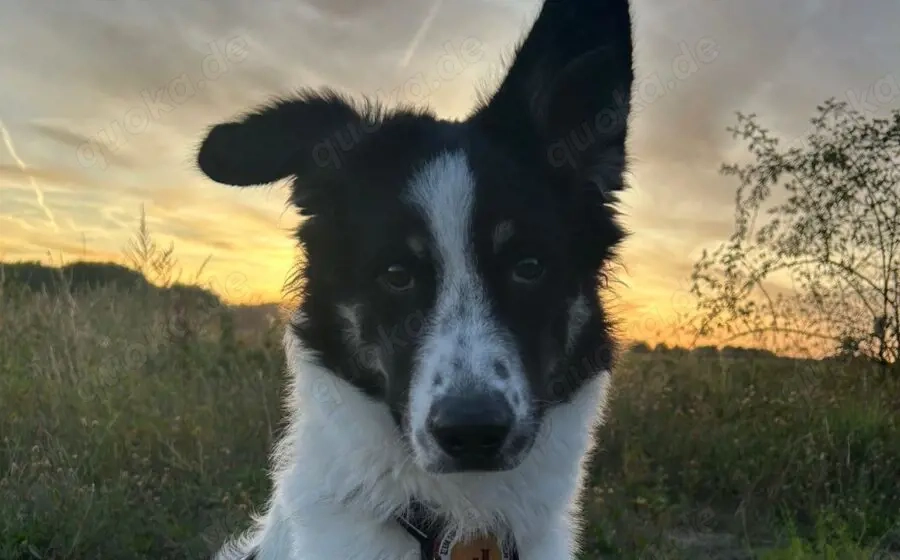 Zuhause gesucht für Adi