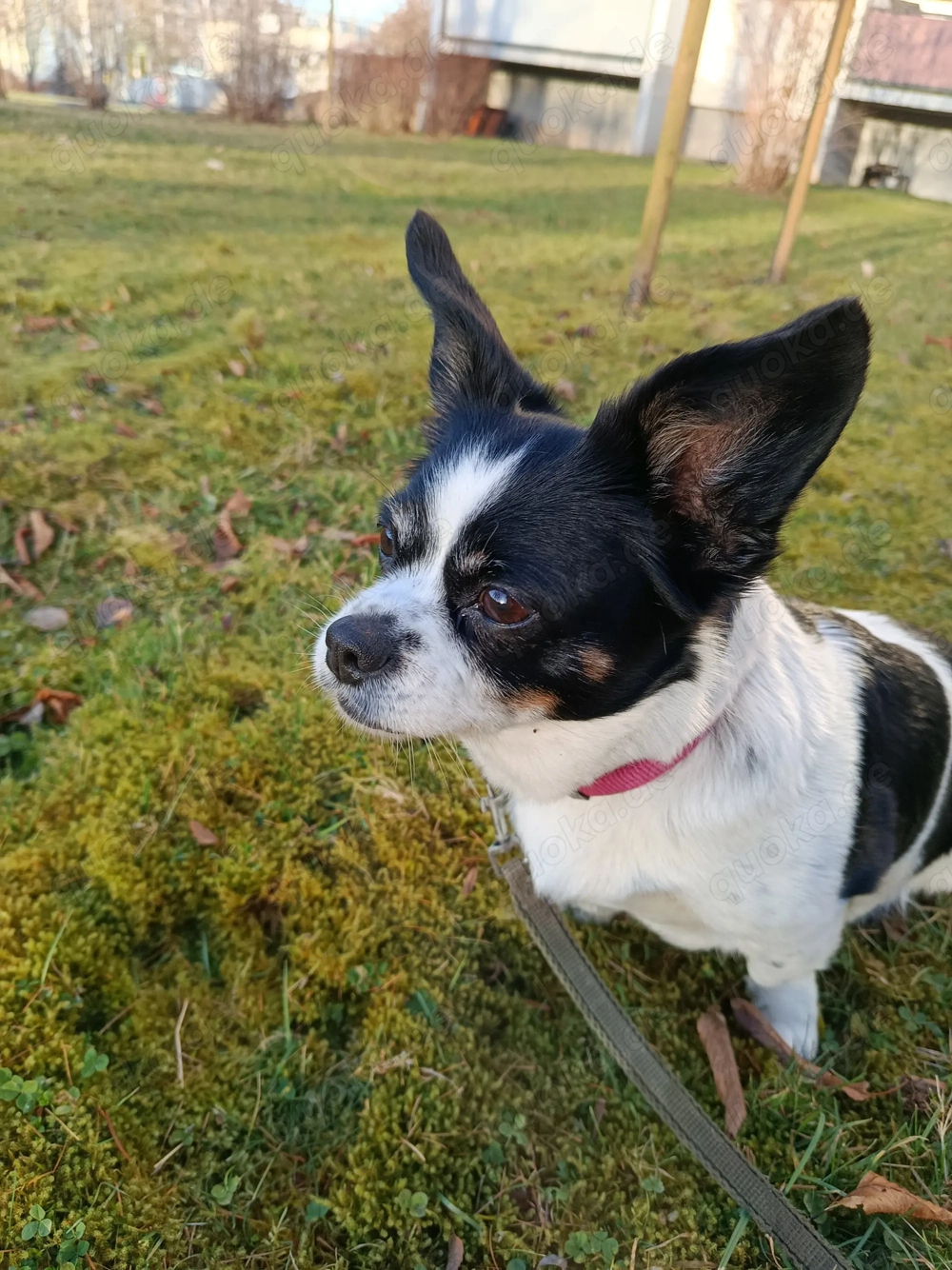 Kleine,taffe Hundedame sucht ein zu Hause 