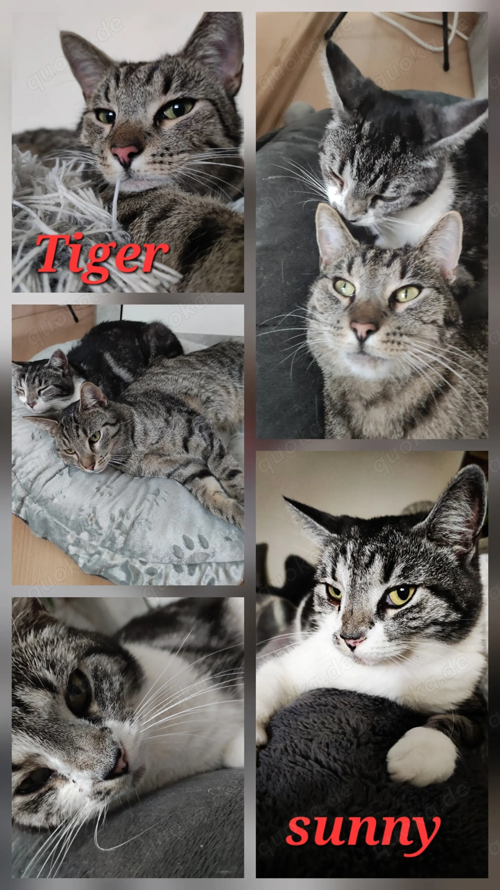 Zwei Katzen ab zu geben 