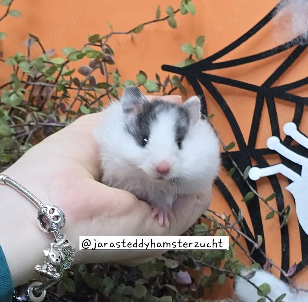 Extrem HANDZAHME FLAUSCHIGE Teddyhamster Satinglanz 