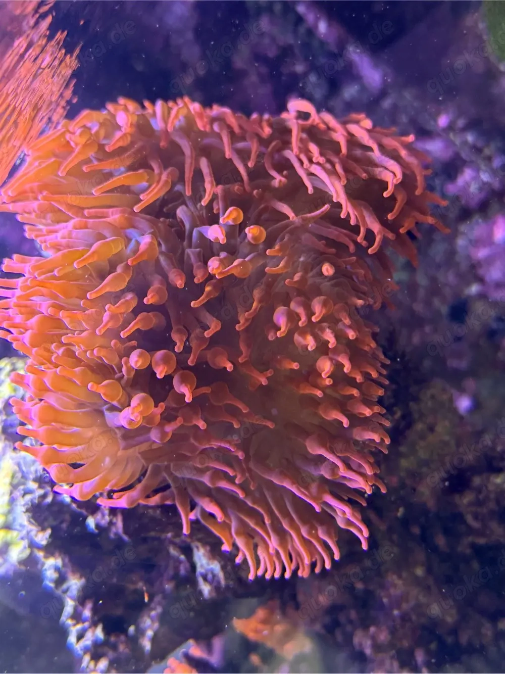 Anemone - Meerwassee