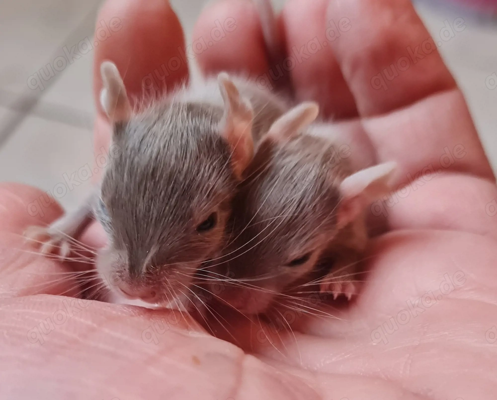 Degus suchen ein schönes neues Zuhause!