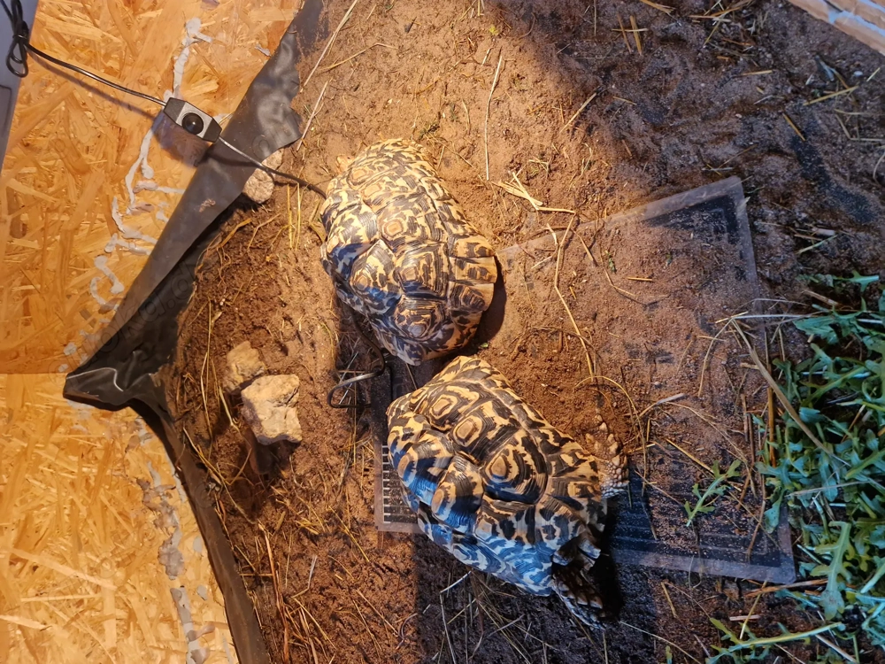 Pantherschildkröten
