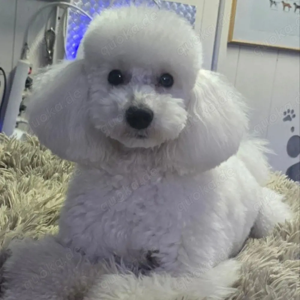 Weißer wunderschöner Zwergpudel als Deckrüde 