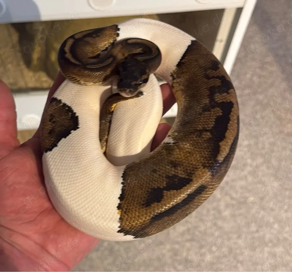 Mahogany Piebald 1.0