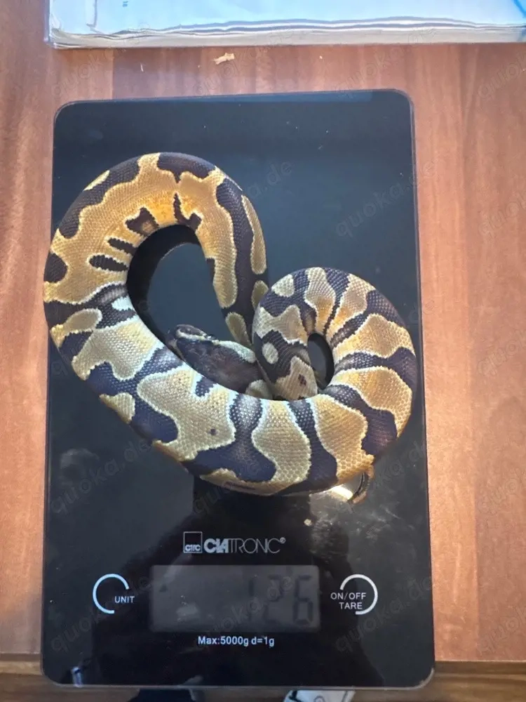 Blade het. Clown 0.1