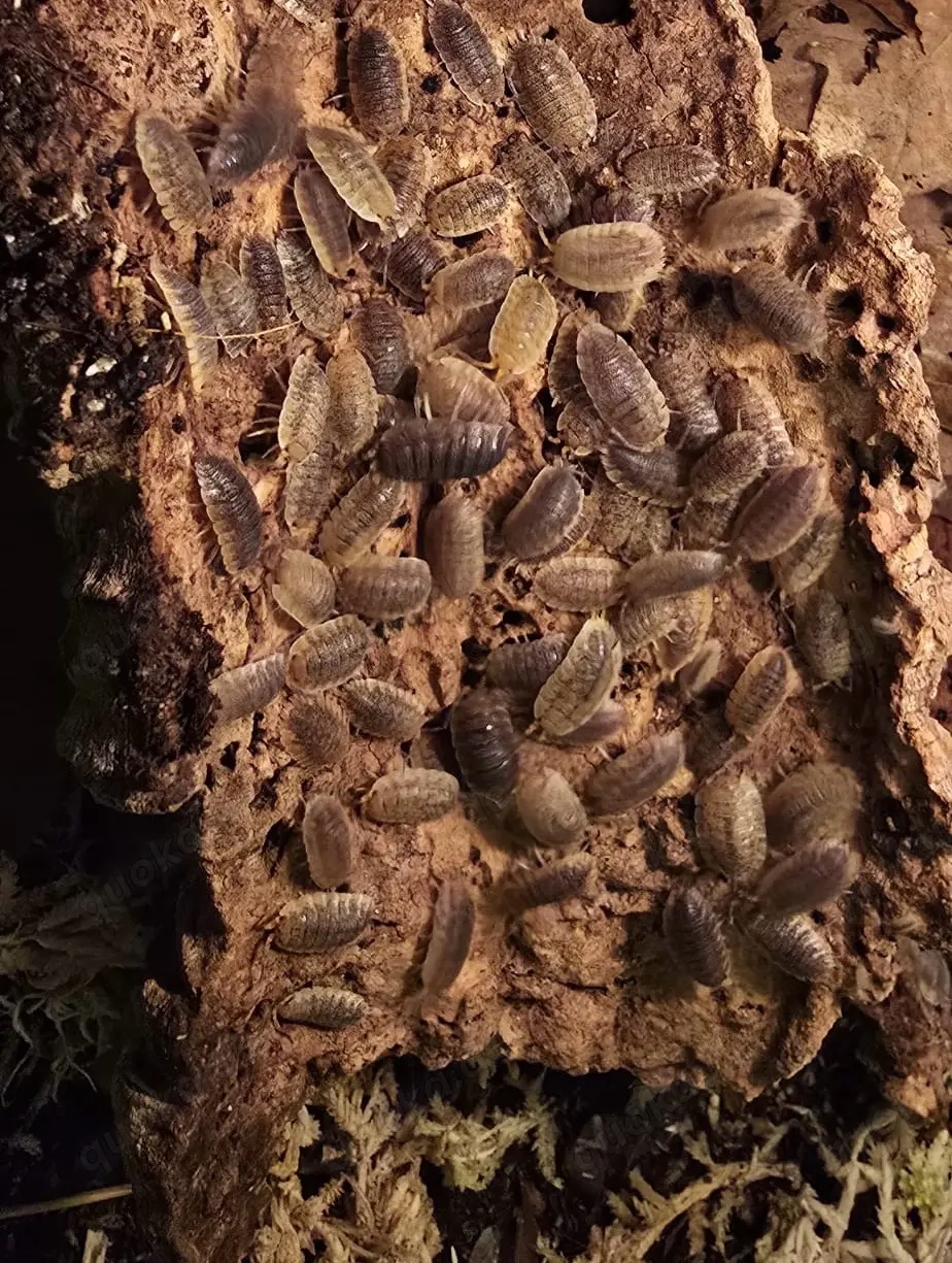 Porcellio Scaber "Orange Skirt" Asseln