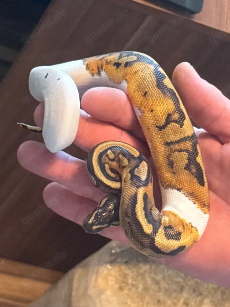 Piebald het. Albino 1.0 Königspython