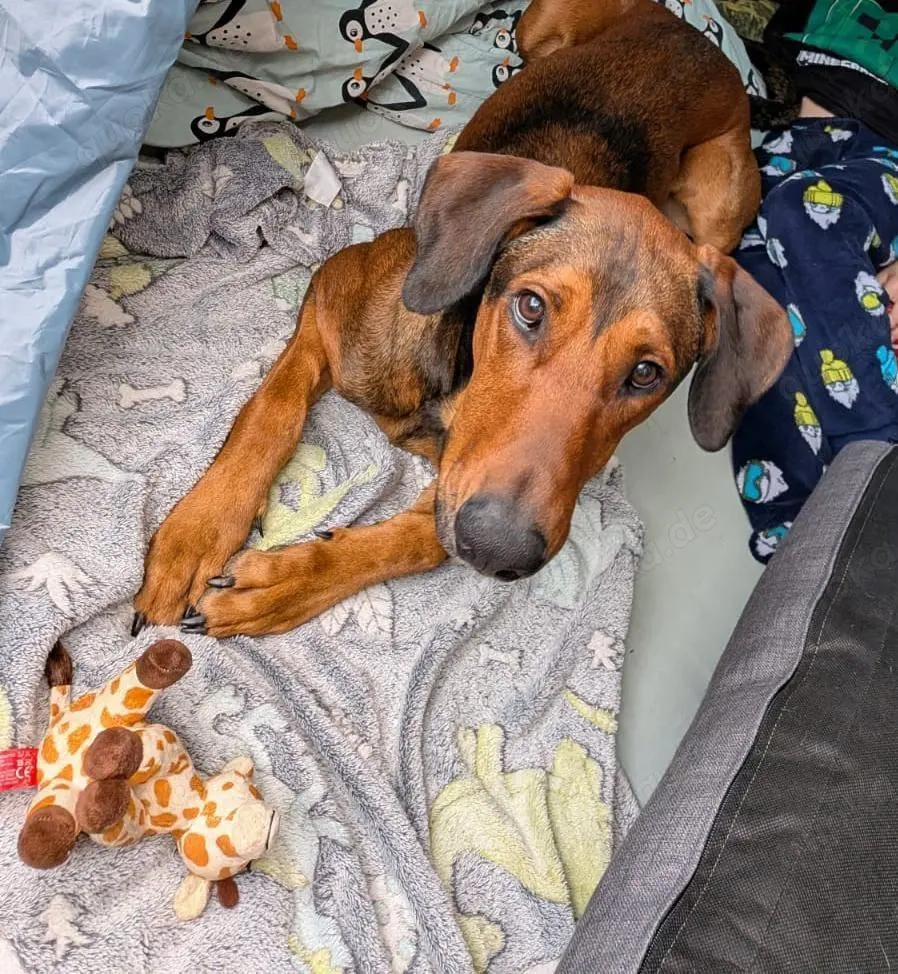 Smilo kluger Kopf mit viel Energie sucht ein erfahrenes Zuhause