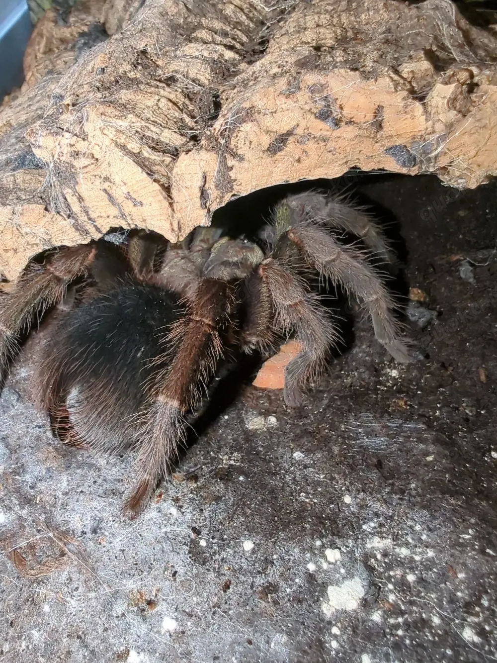 0,1 Phormictopus cancerides Green Femur 