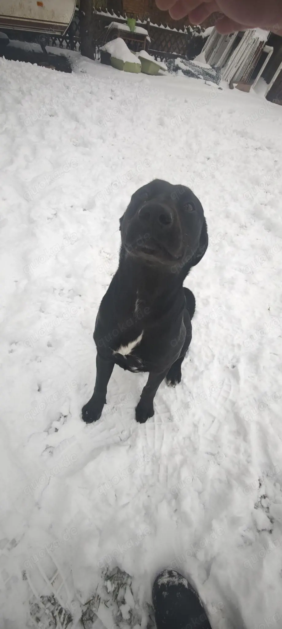 Appenzeller Labrador mix 