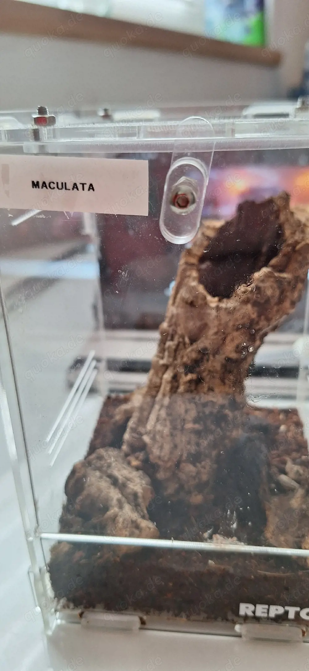 Heteroscodra maculata