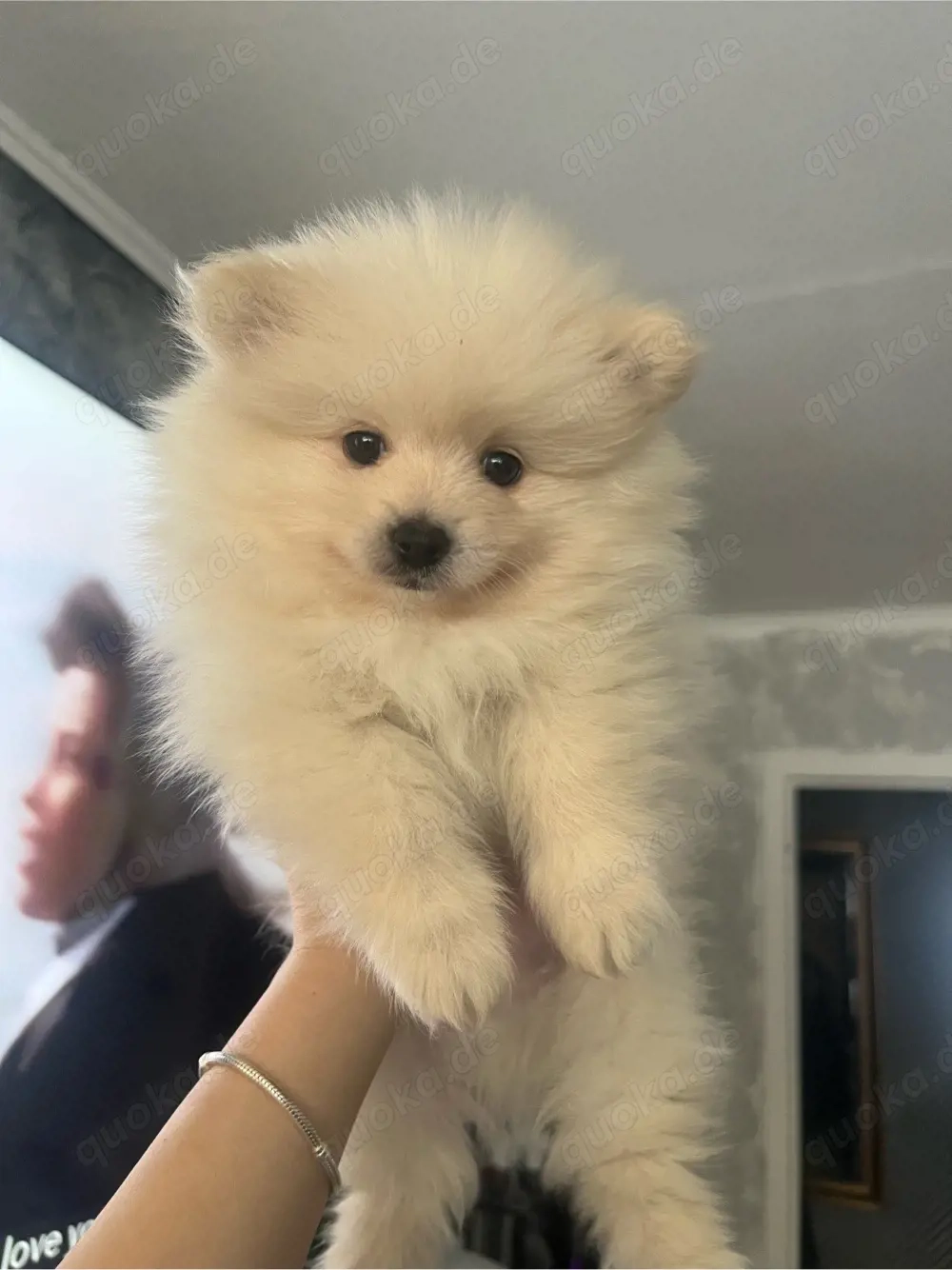 Pomeranian Zwergspitz reinrassige welpen