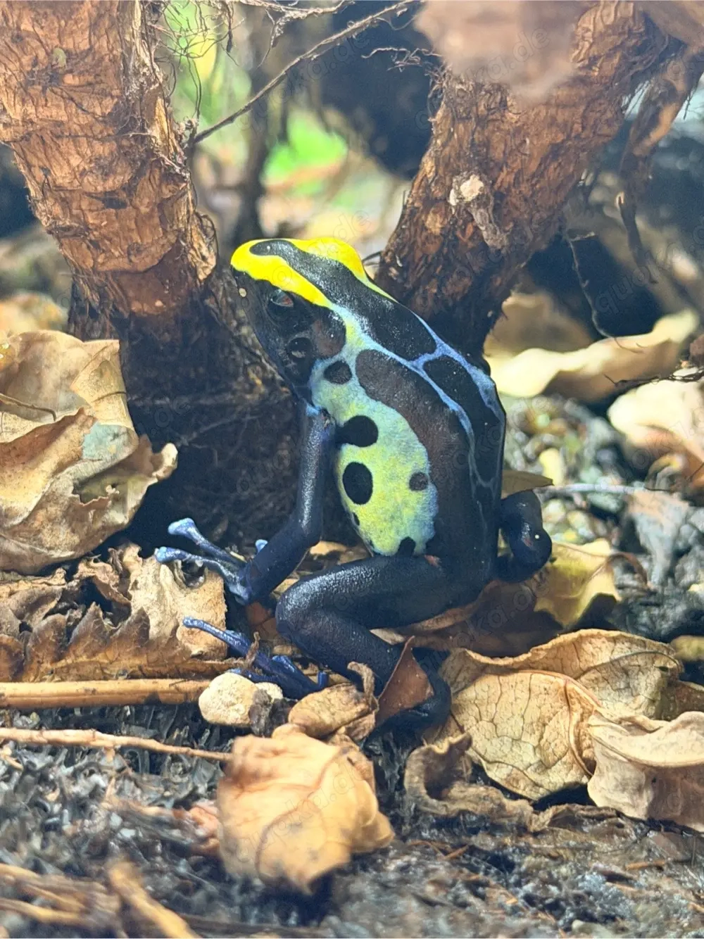 1.0 dendrobates tinctorius robertus